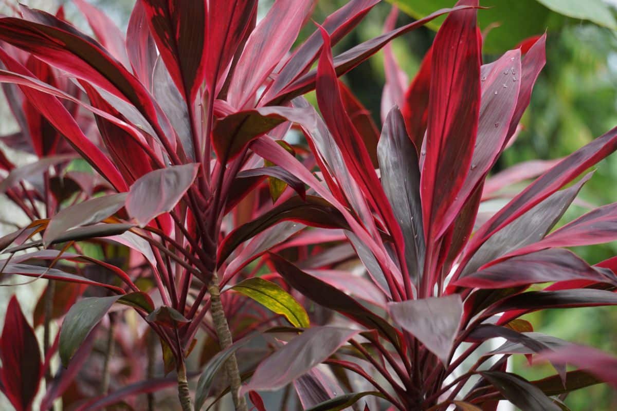 Deep red colored Ti plant