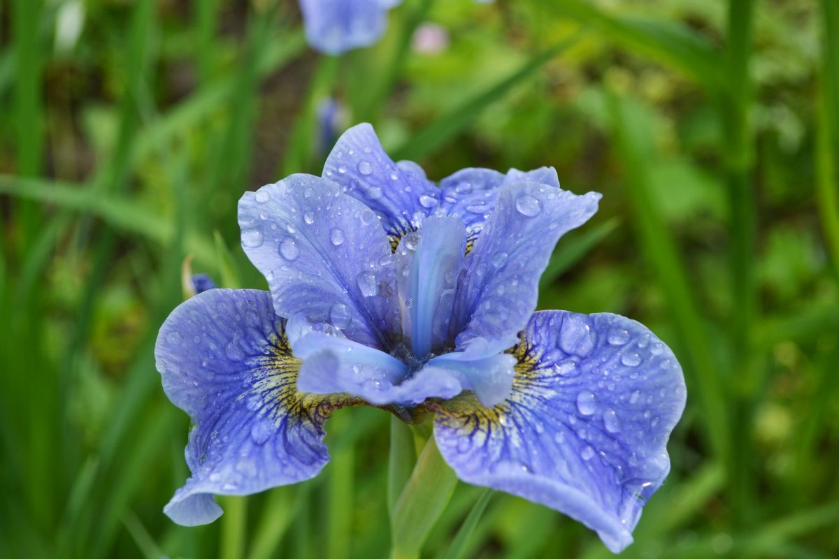 An iris covered in water droplets