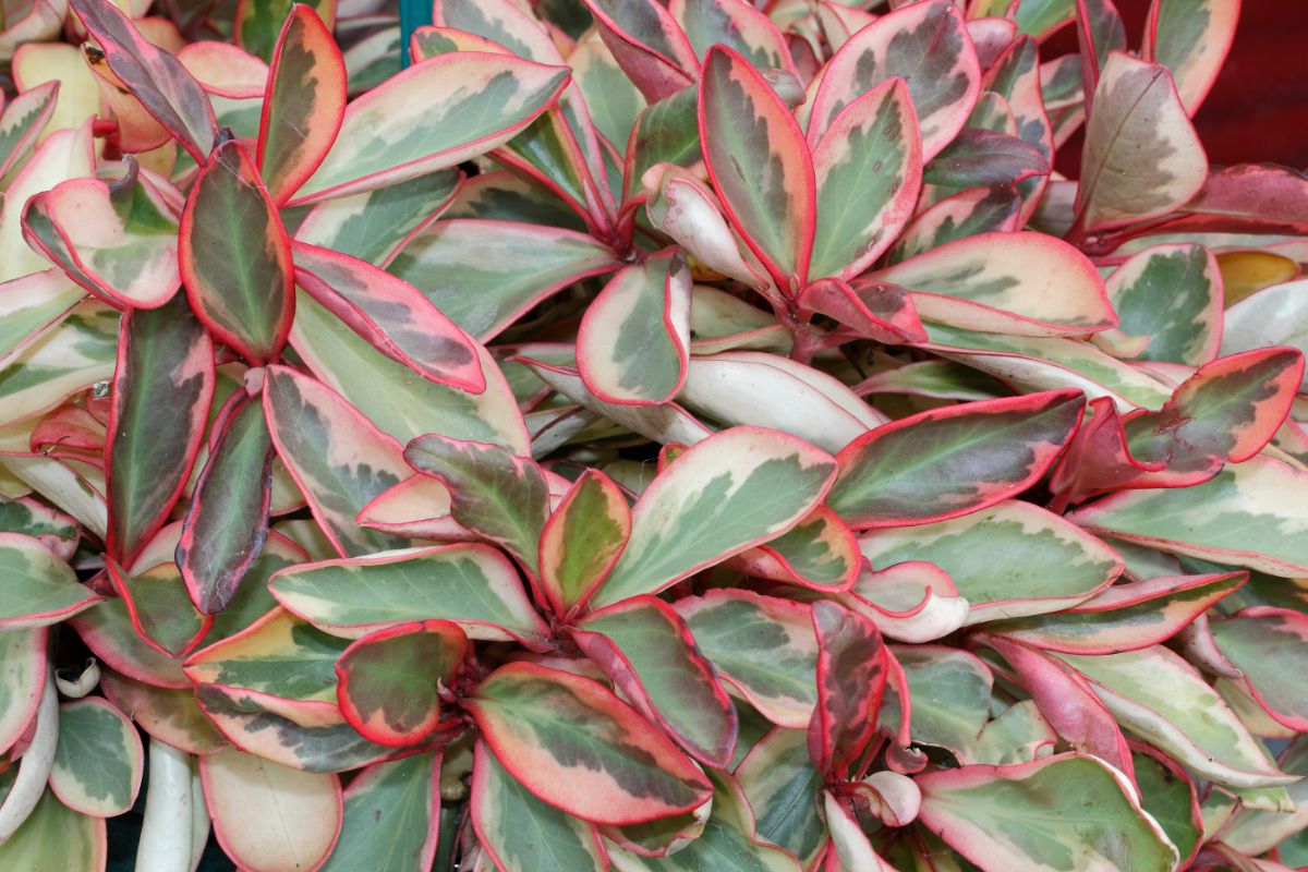 Red-tipped green leaves on a radiator plant