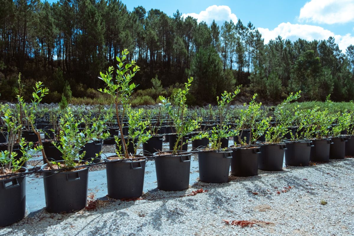 Blueberry bushes for sale at a nursery