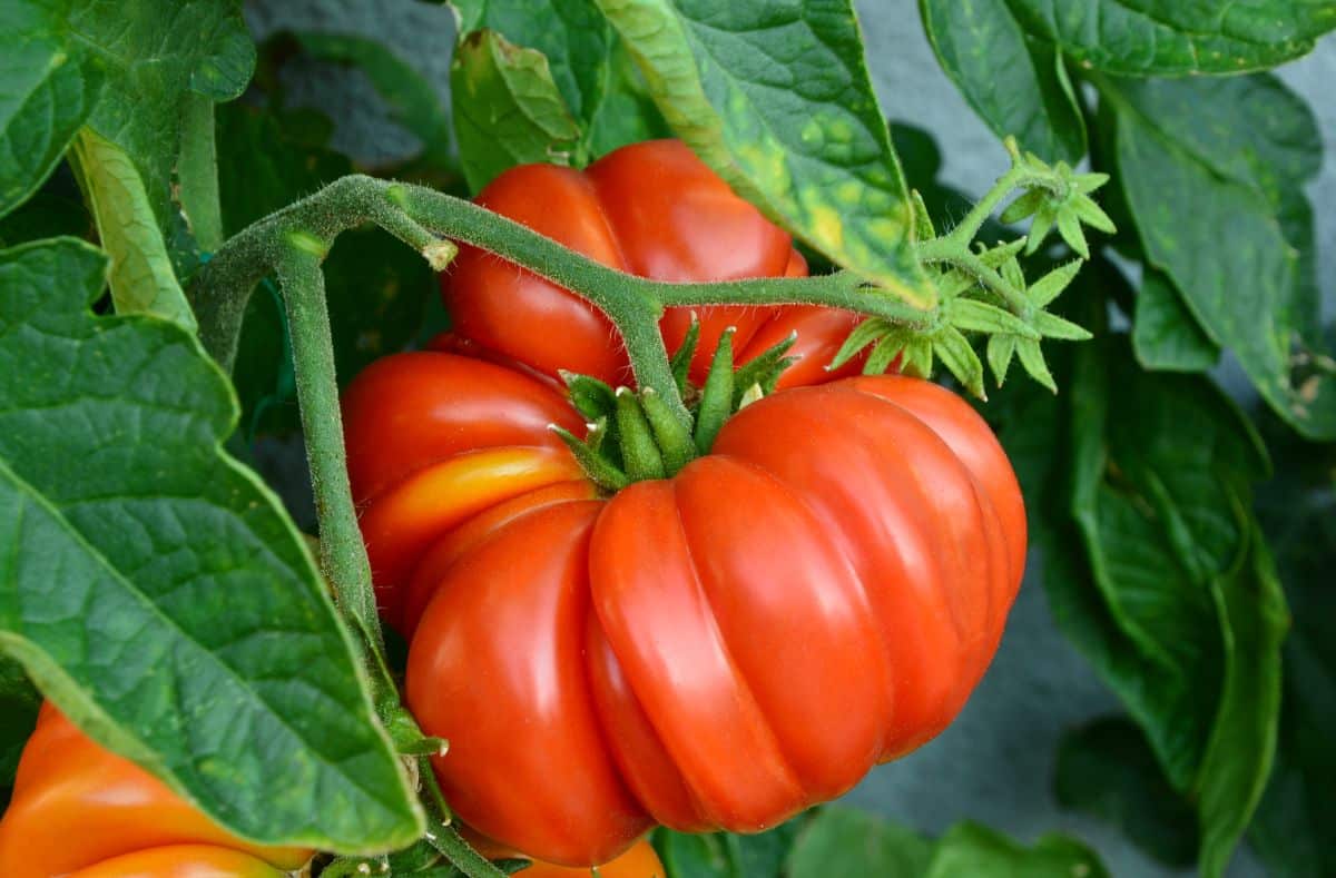 Ribbed brandywine heirloom tomato