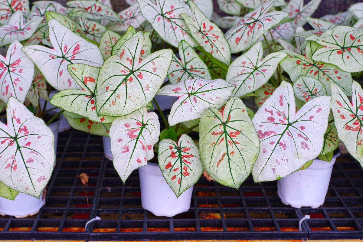 A caladium plant with light leaves and pink-red spots