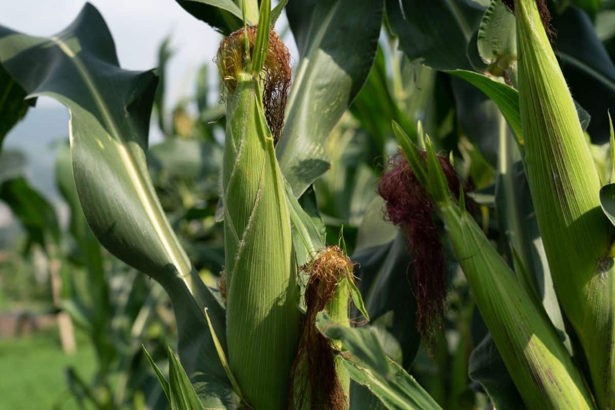 Stalks of corn ready to support cucumbers