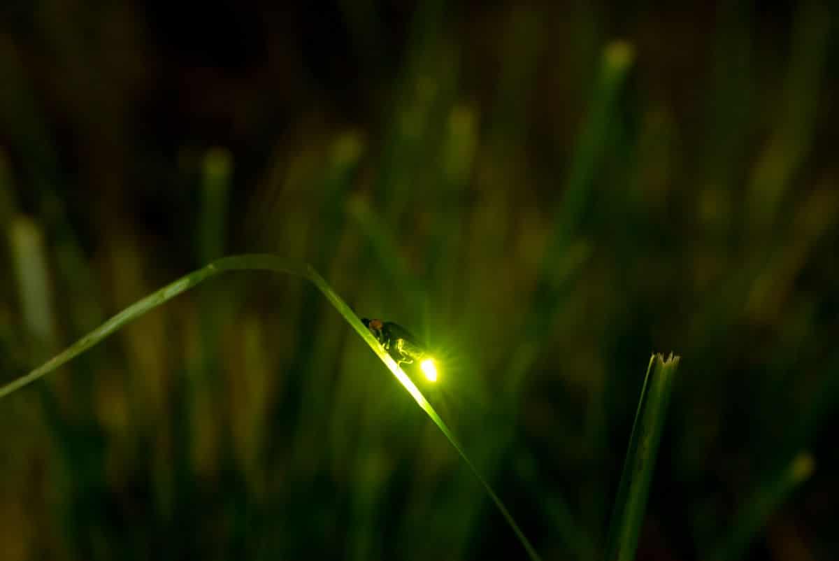 A single firefly on a blade of grass at night