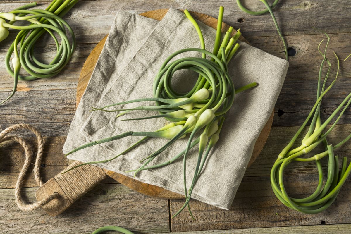 Fresh garlic scapes for making pesto