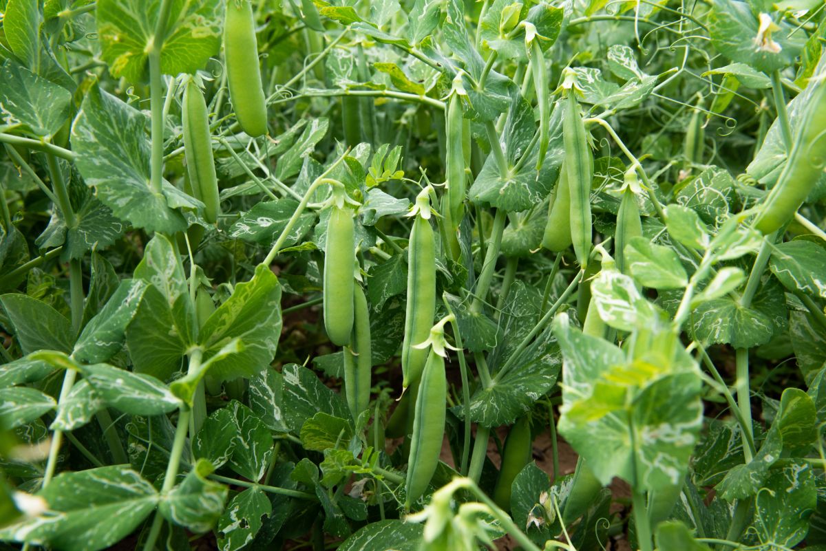 Peas on the vine ready to harvest