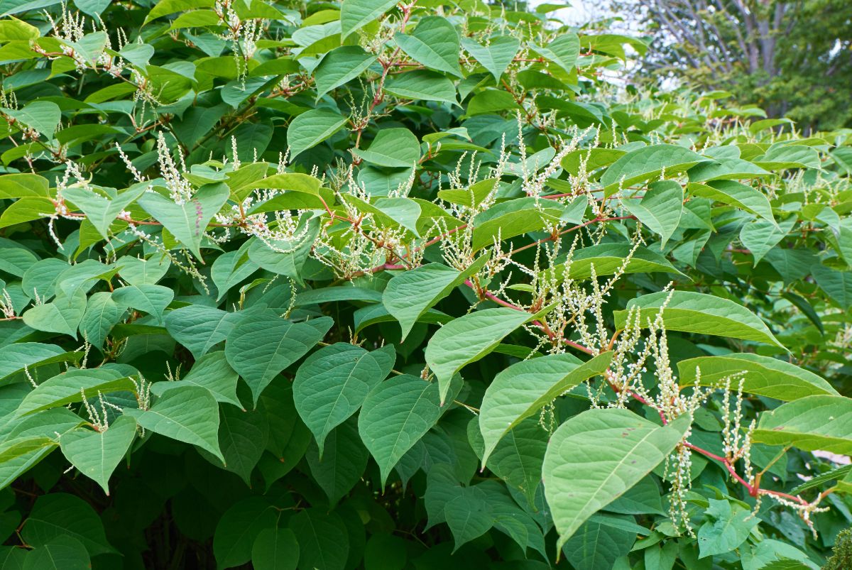 Invasive Japanese knotweed with flower buds