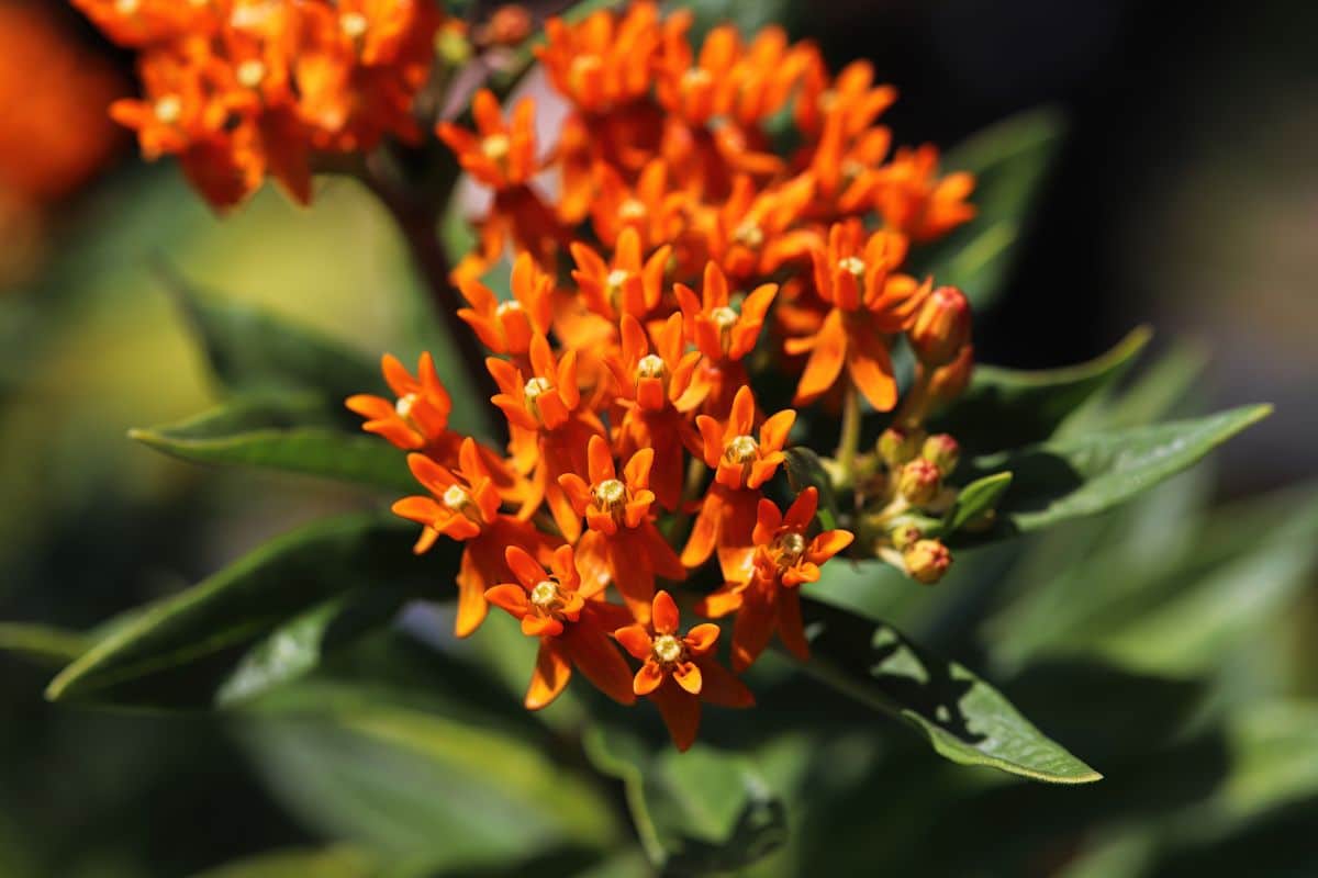 Orange milkweed, a pollinator plant