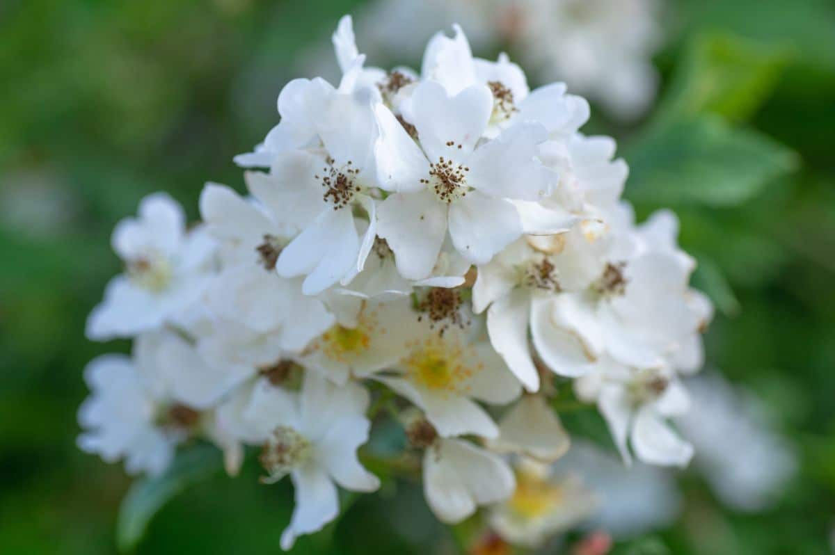 Multiflora rose in bloom