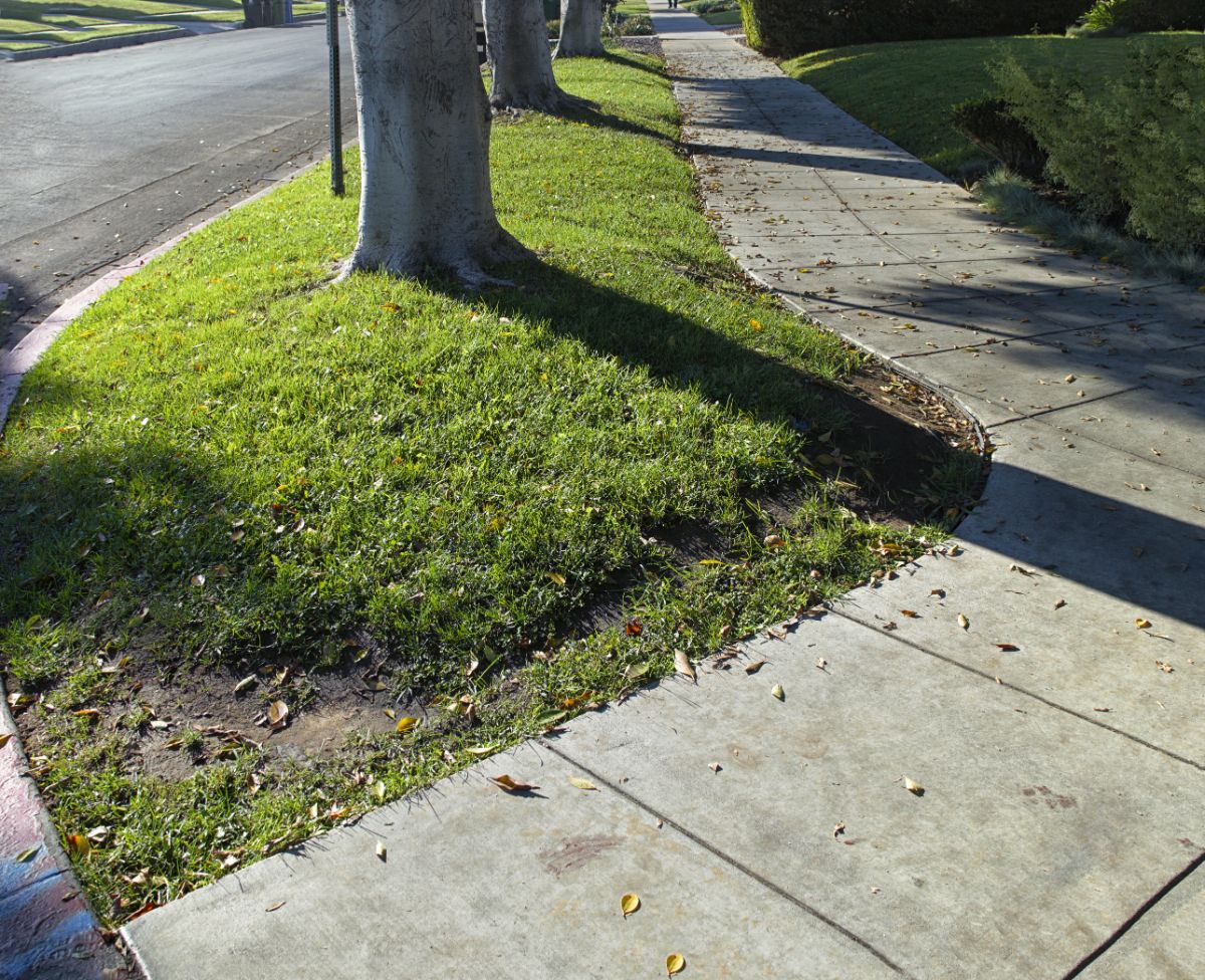 A grassy patch where a hellstrip garden can be planted