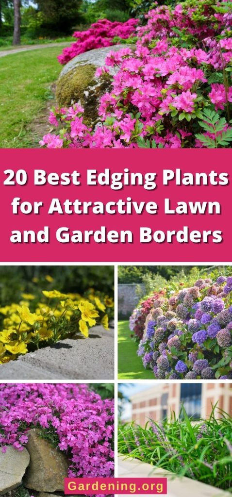 20 Best Edging Plants for Attractive Lawn and Garden Borders pinterest image.