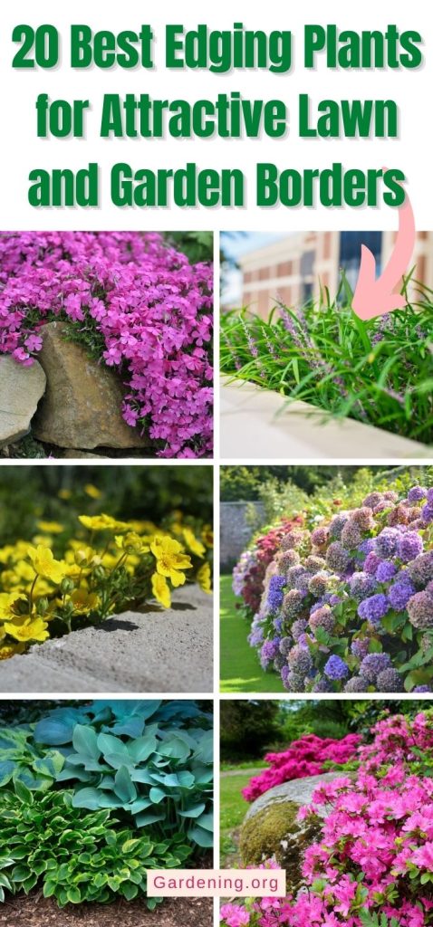 20 Best Edging Plants for Attractive Lawn and Garden Borders pinterest image.