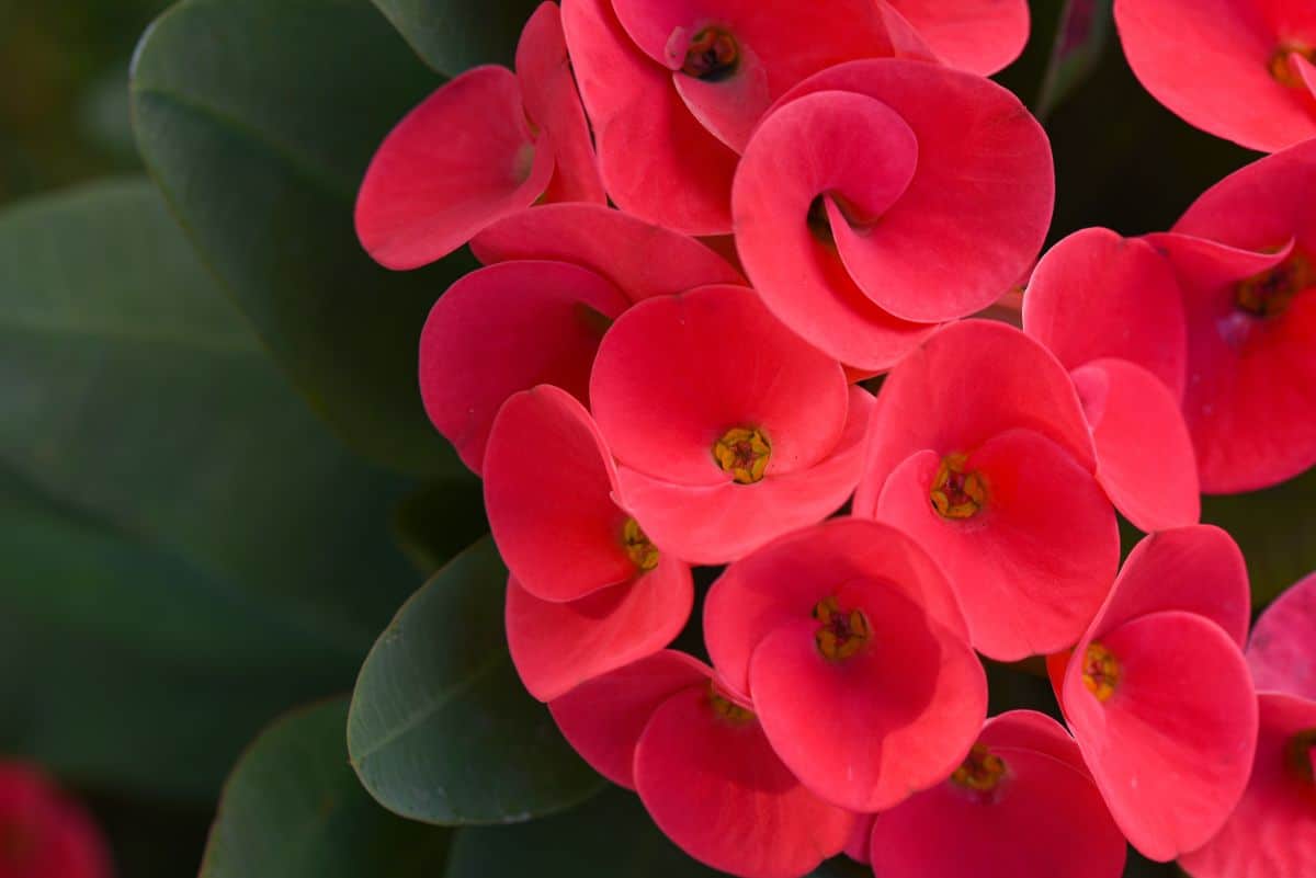 Red blossoming Crown of Thorns plant