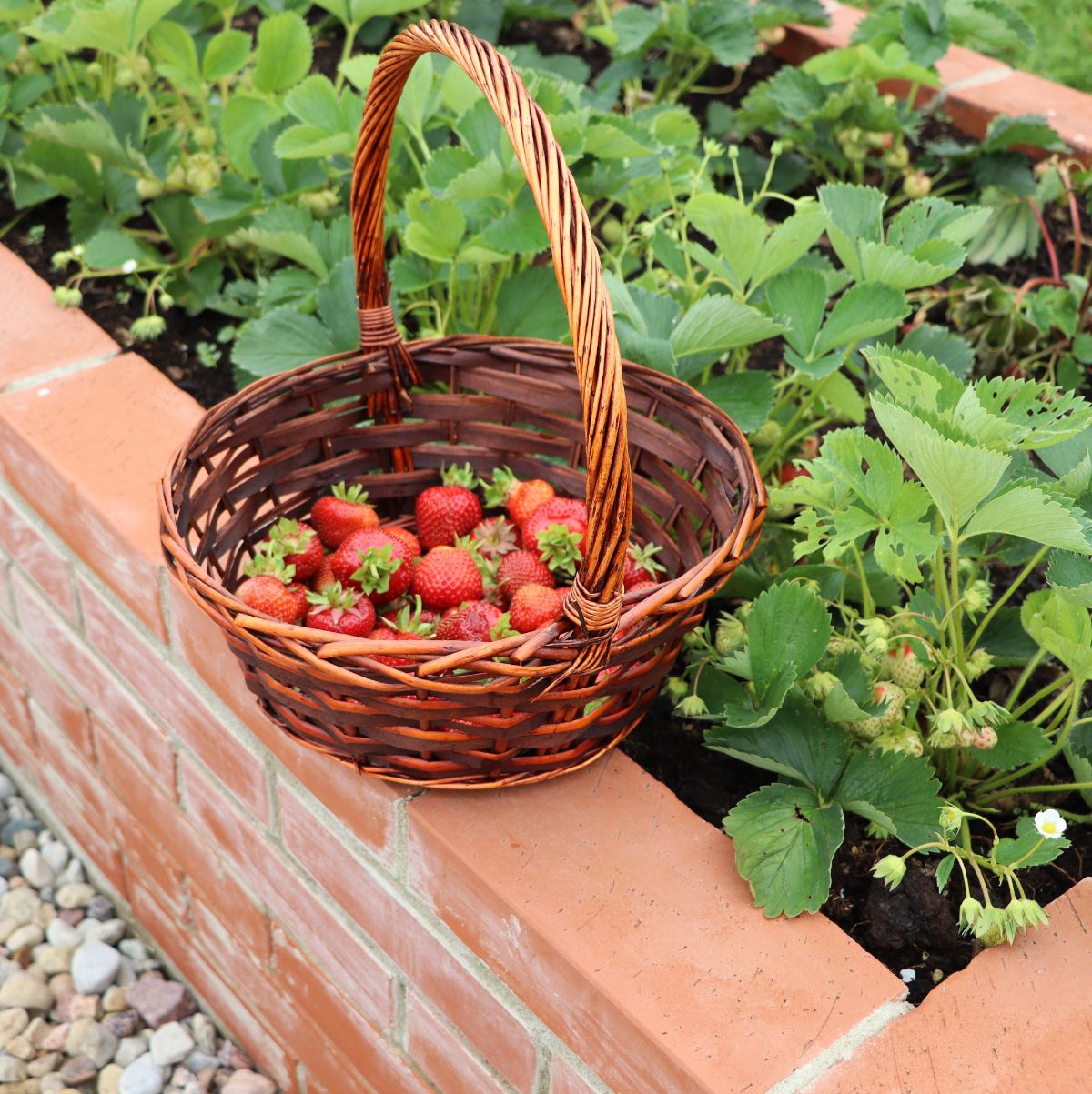 A raised bed hellstrip garden