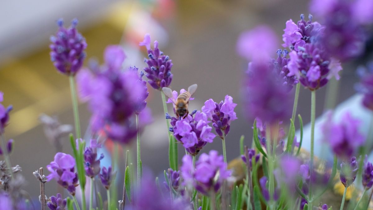 A bee on a lavender flower