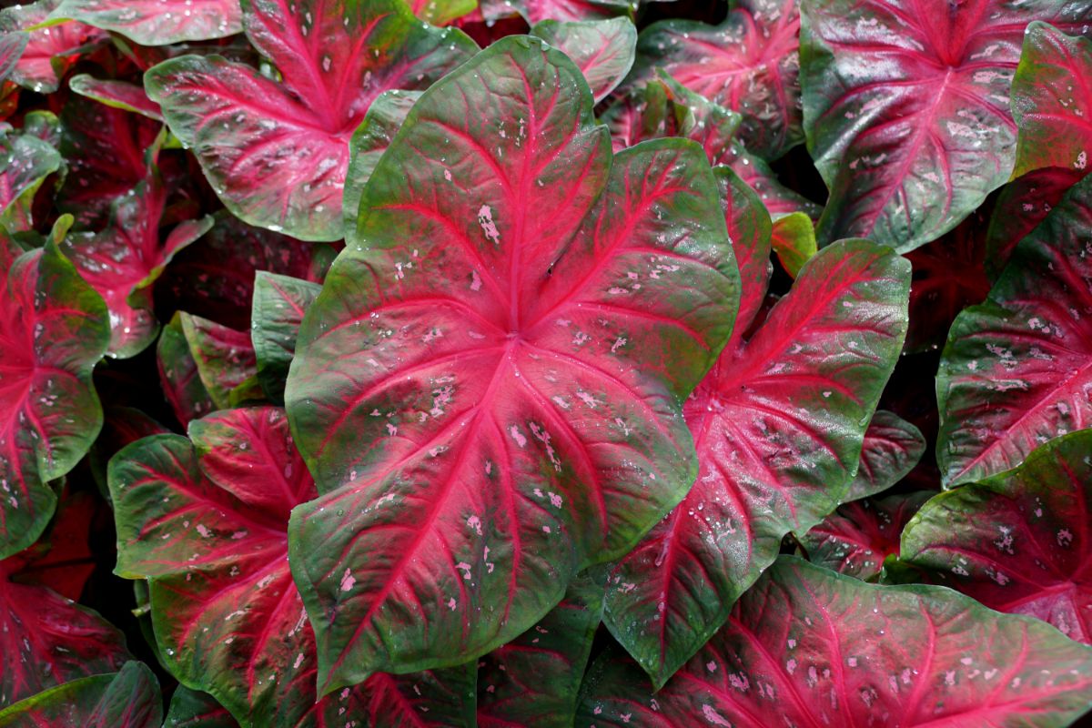 Red highlighted caladium plant