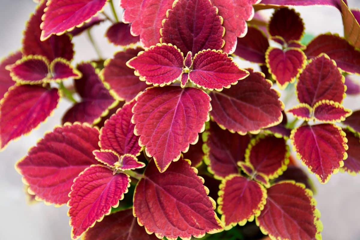 Red coleus leaves with yellow outlining