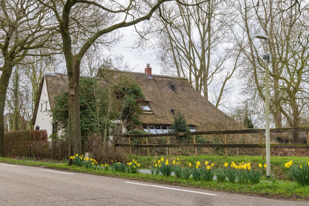 Daffodils planted along a hellstrip