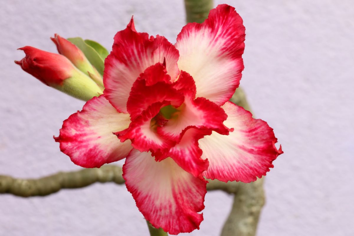 Red blossoming desert rose plant