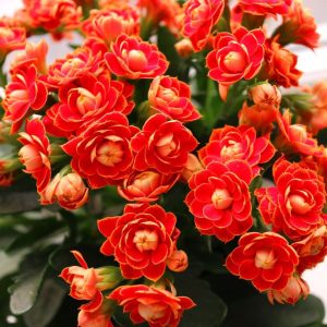 A close-up of red blooming Kalanchoe.