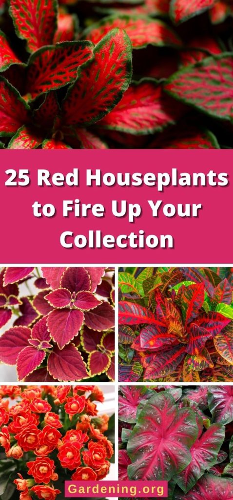 25 Red Houseplants to Fire Up Your Collection pinterest image