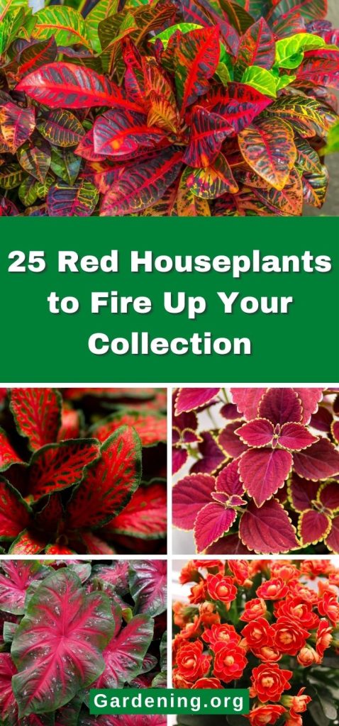 25 Red Houseplants to Fire Up Your Collection pinterest image