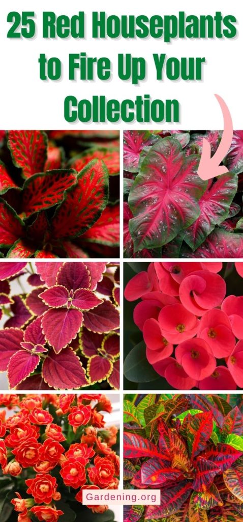 25 Red Houseplants to Fire Up Your Collection pinterest image