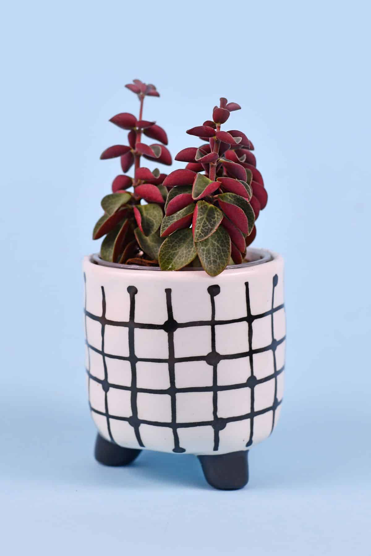 Red log peperomia plant