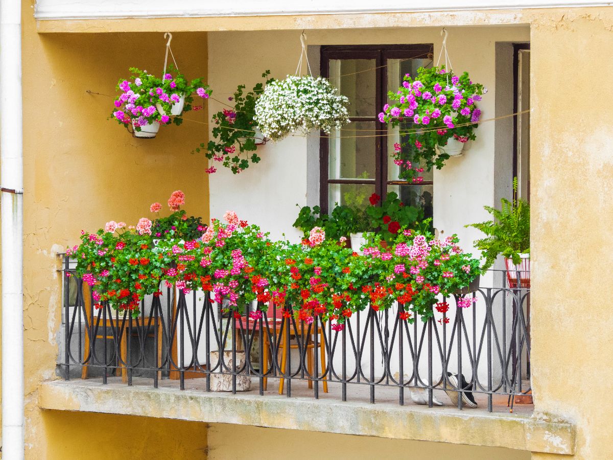 A balcony growing plants in planters