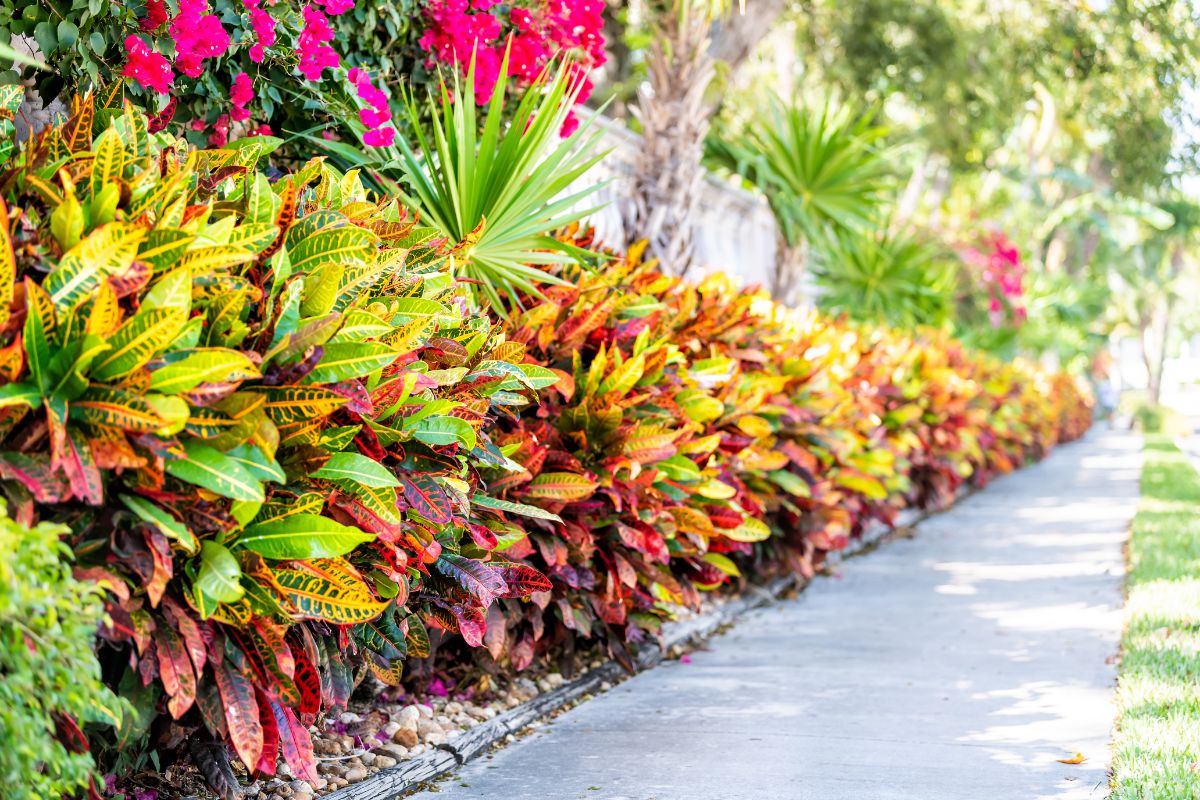 A hellstrip garden planted with perennials