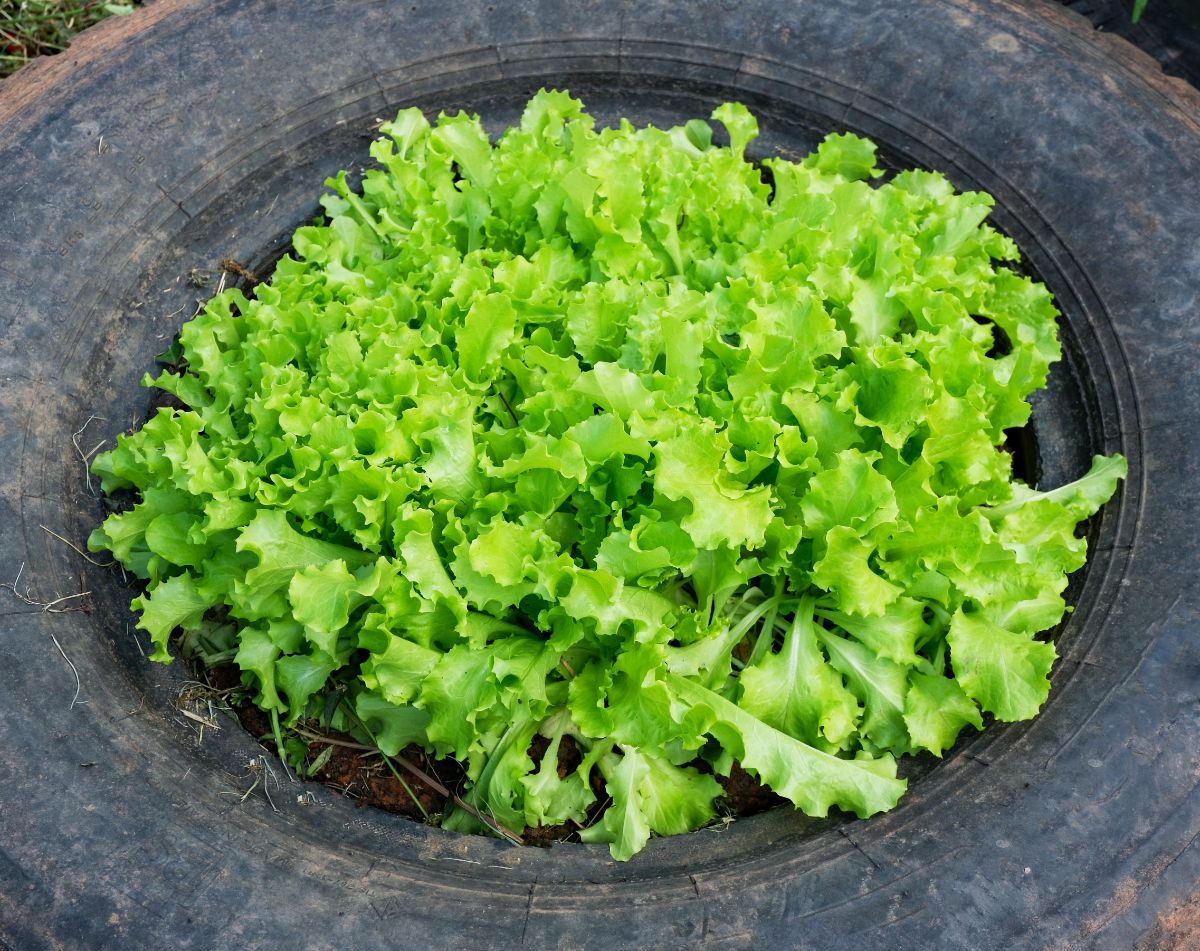 Leaf lettuce being grown in a tire