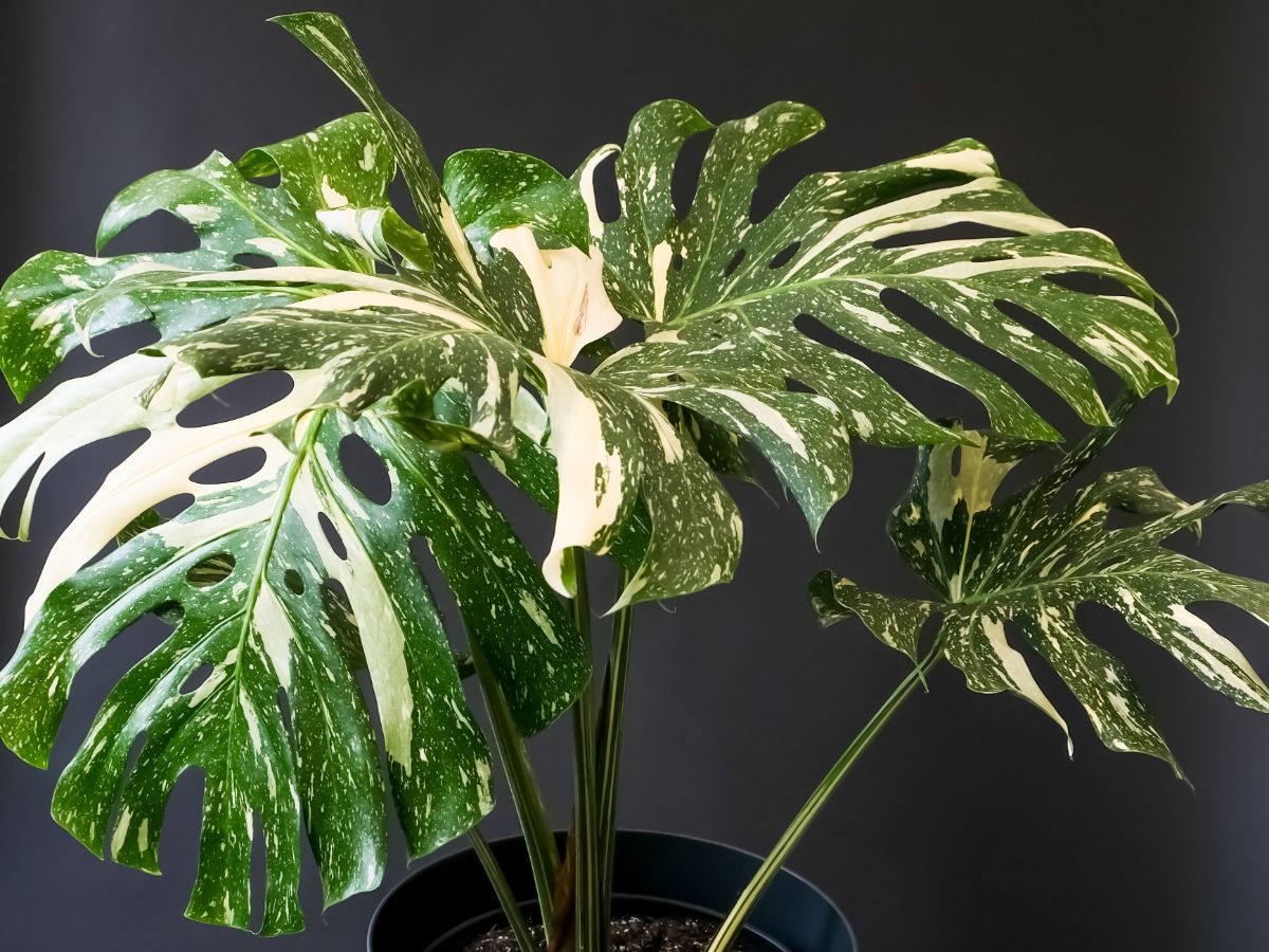 Thai constellation monstera plant