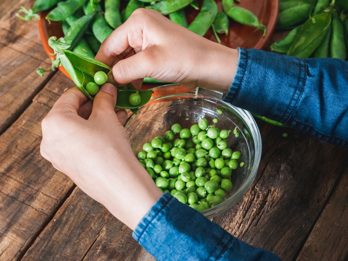 A gardener shelling fresh peas