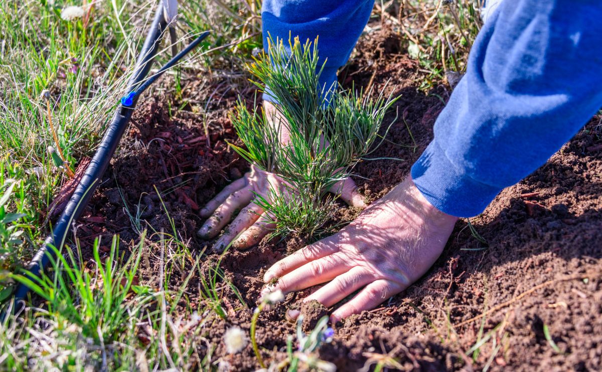 A man planting a pine tree to attract fireflies