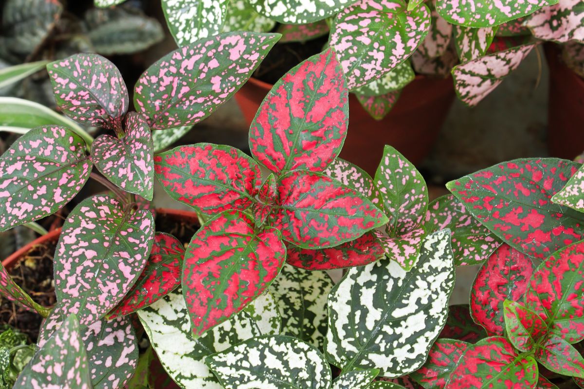 Polka dot plants in white, red, and pink