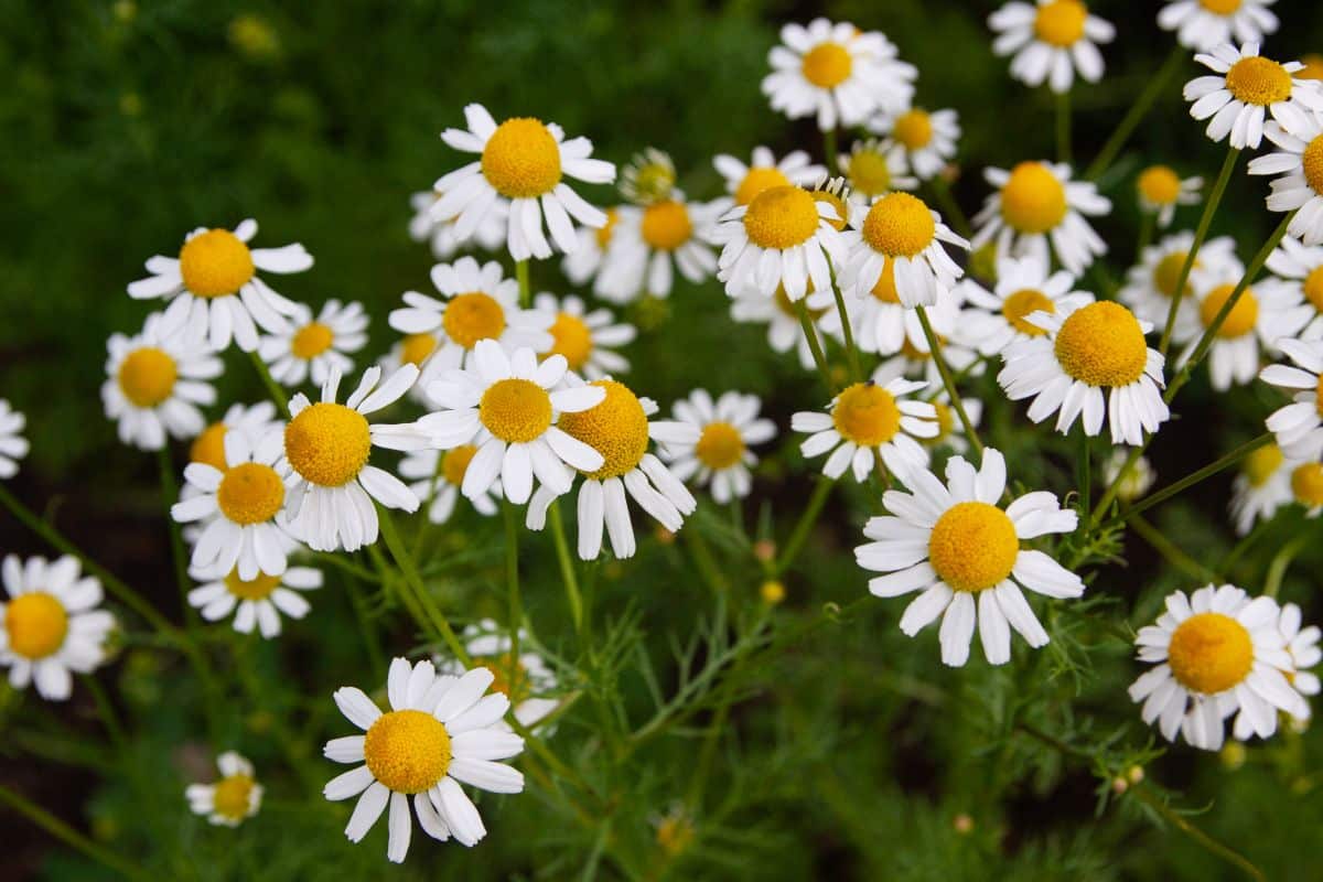 Daisy-like Roman chamomile flowers