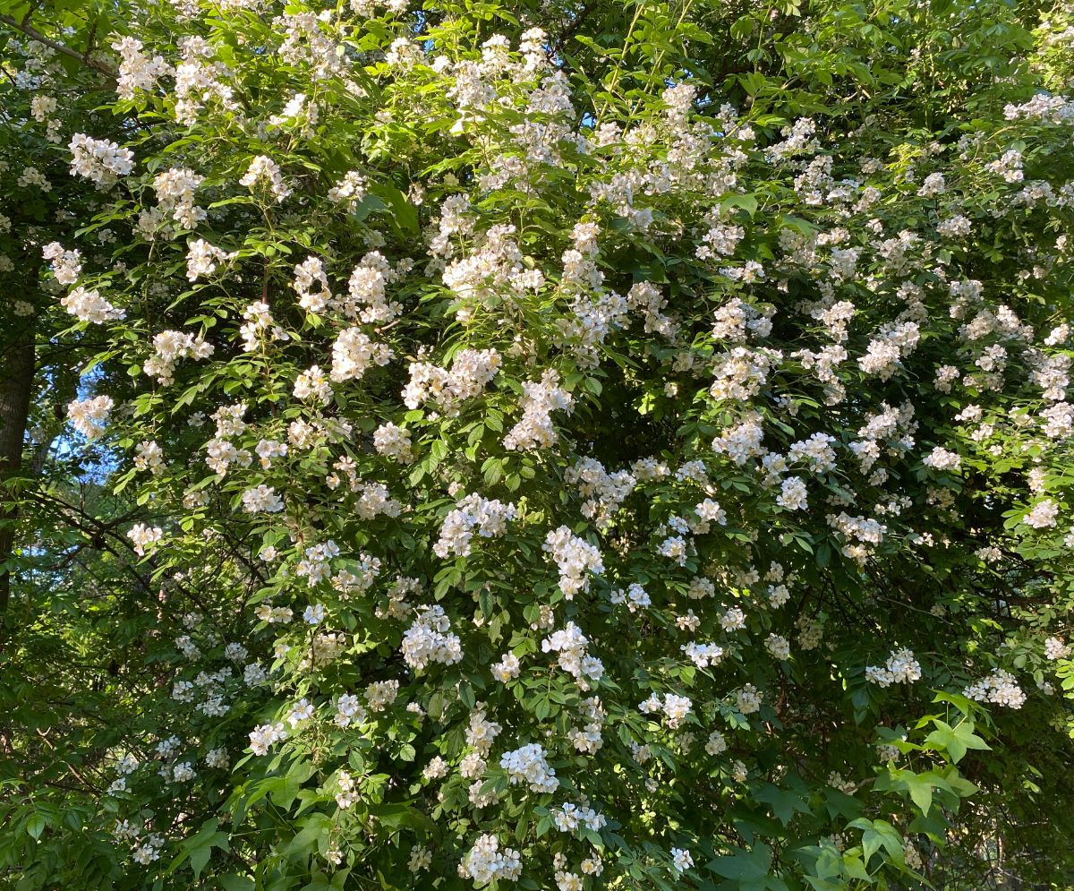 A large invasive multiflora rose bush