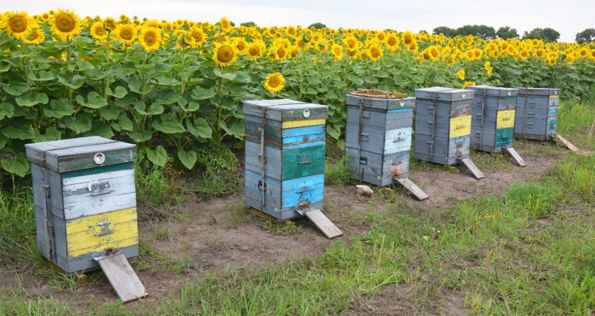 Honeybee hives in front of a sunflower field