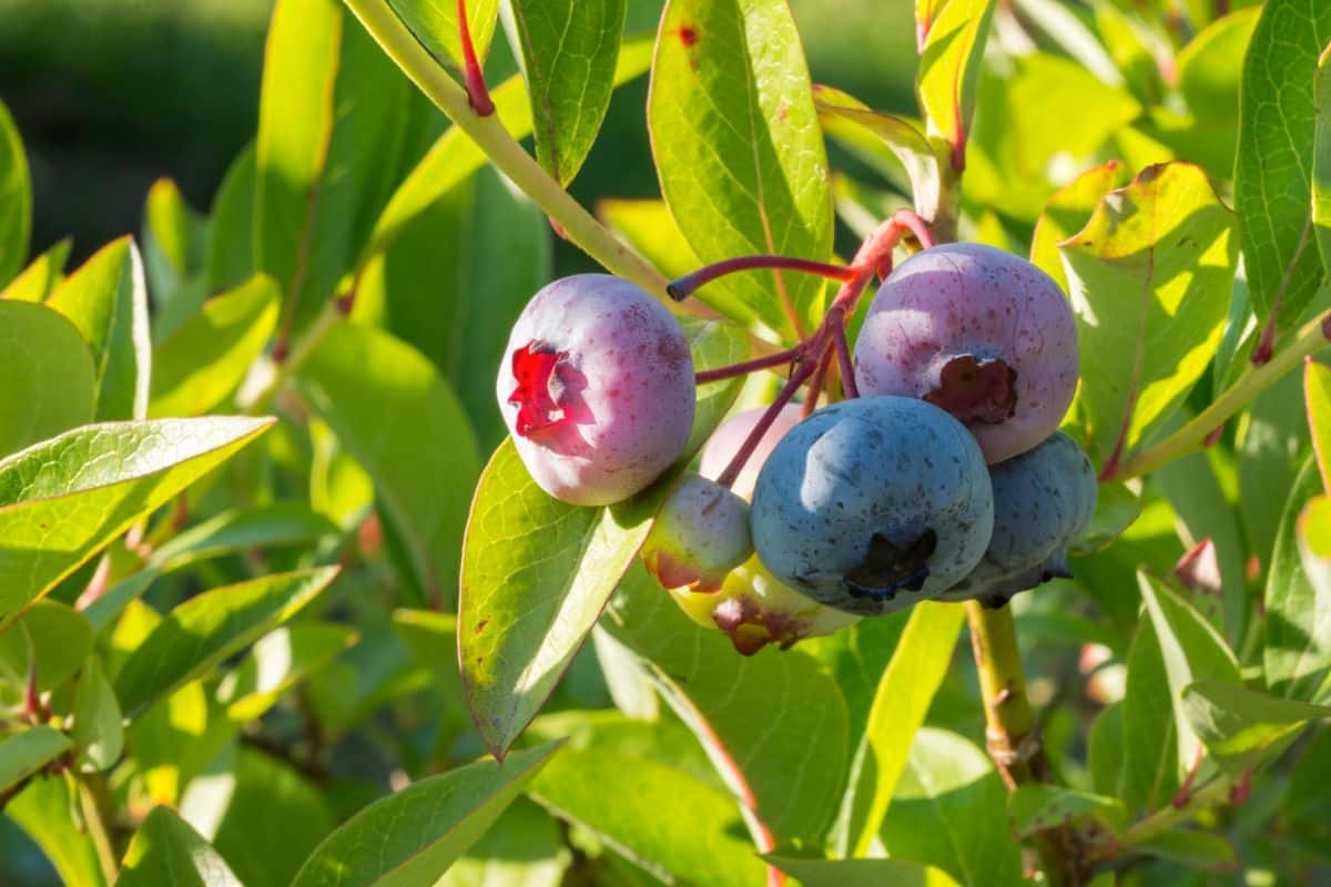 Blueberries ripening on a bush