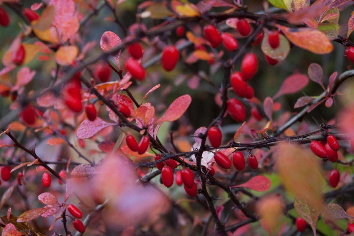 Red berried barberry plant, an invasive species