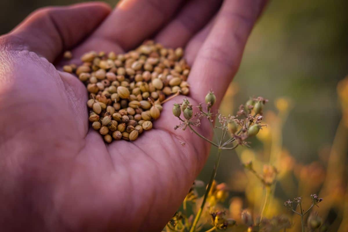 Cilantro seeds collected from a plant gone to seed