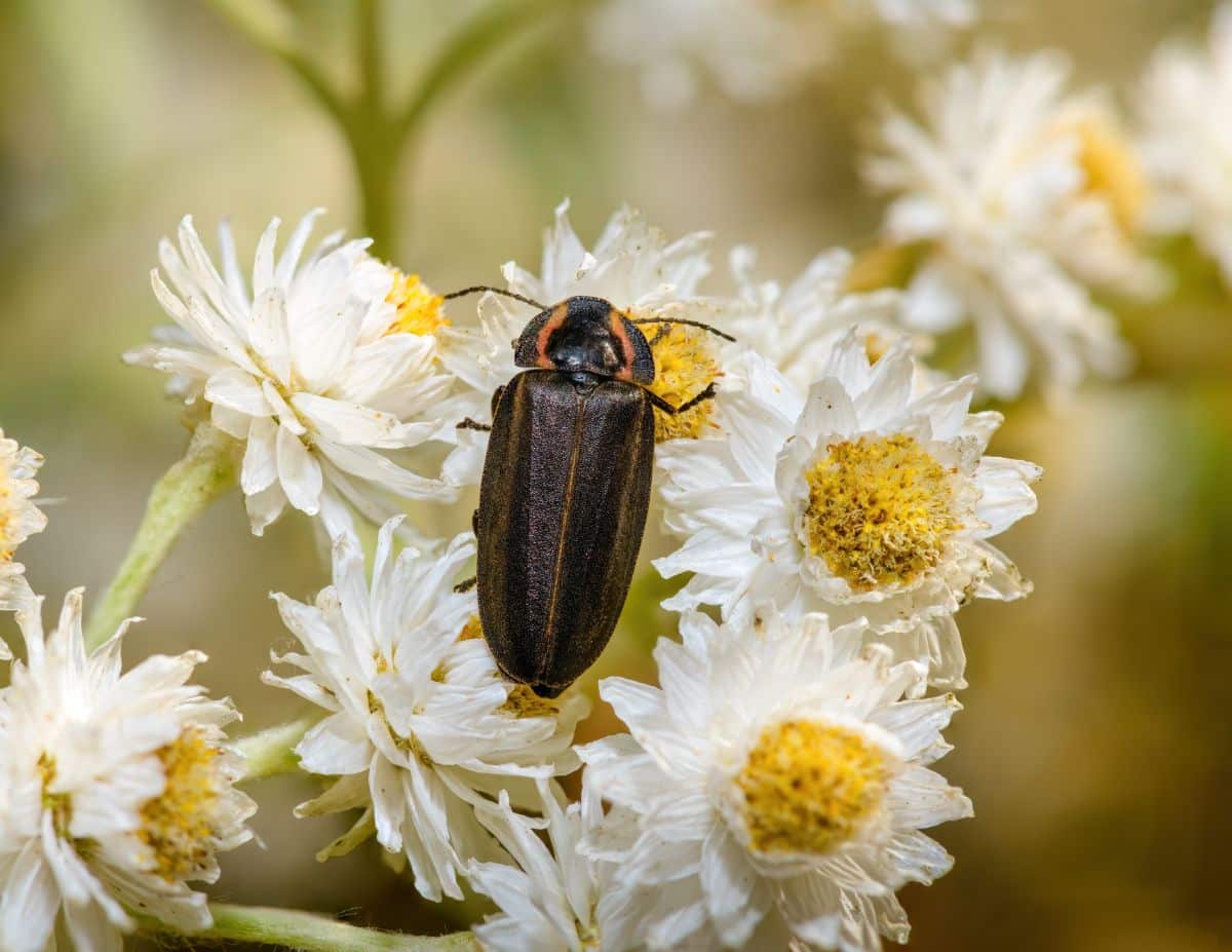 A firefly on small white flowers