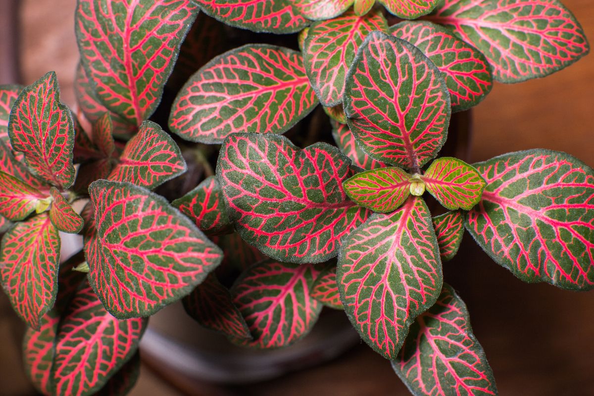 Red veined nerve plant