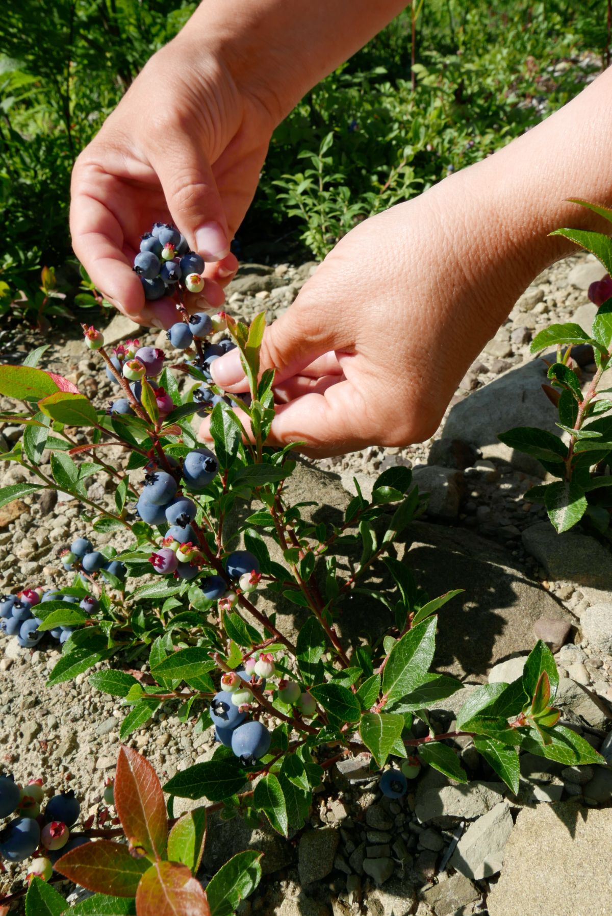 Lowbush wild blueberries
