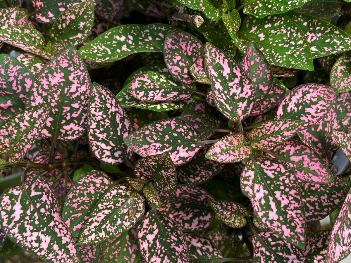 Pink spotted polka dot plant