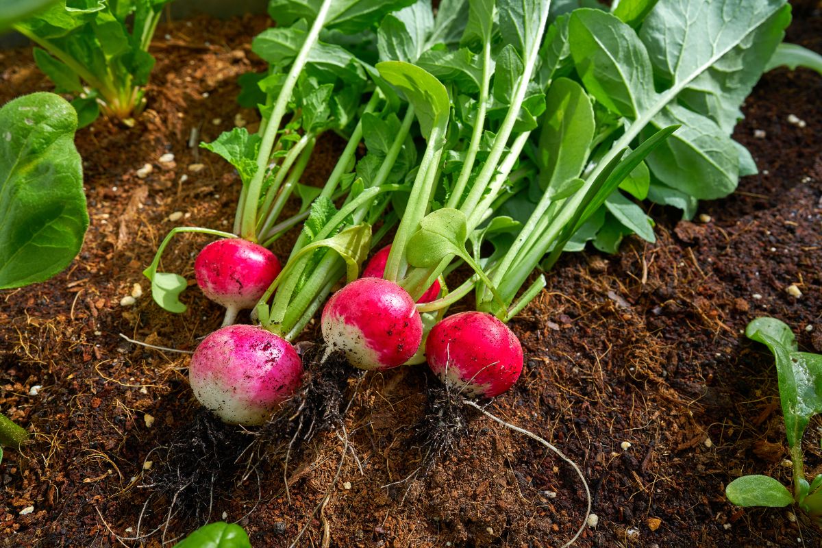 Freshly dug radishes