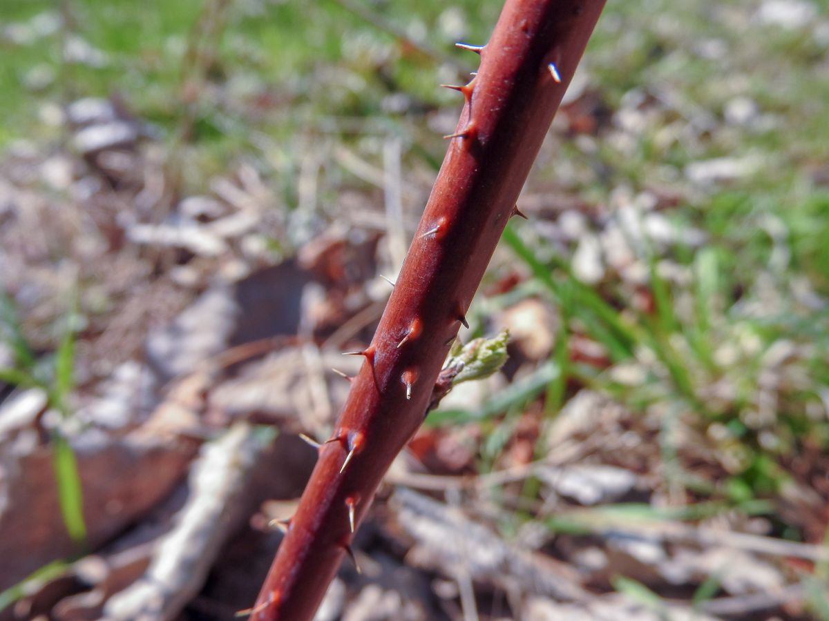 A thorny multiflora rose stem