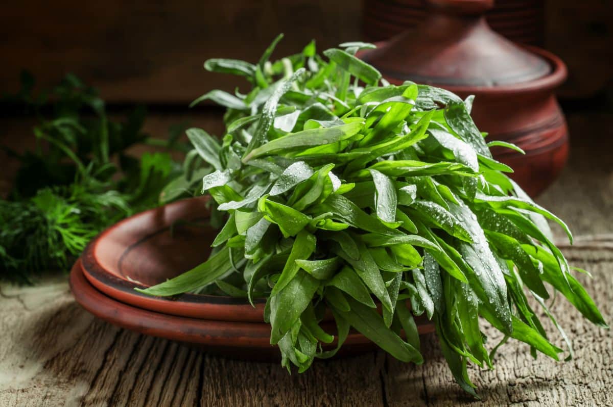 Fresh tarragon for making pesto