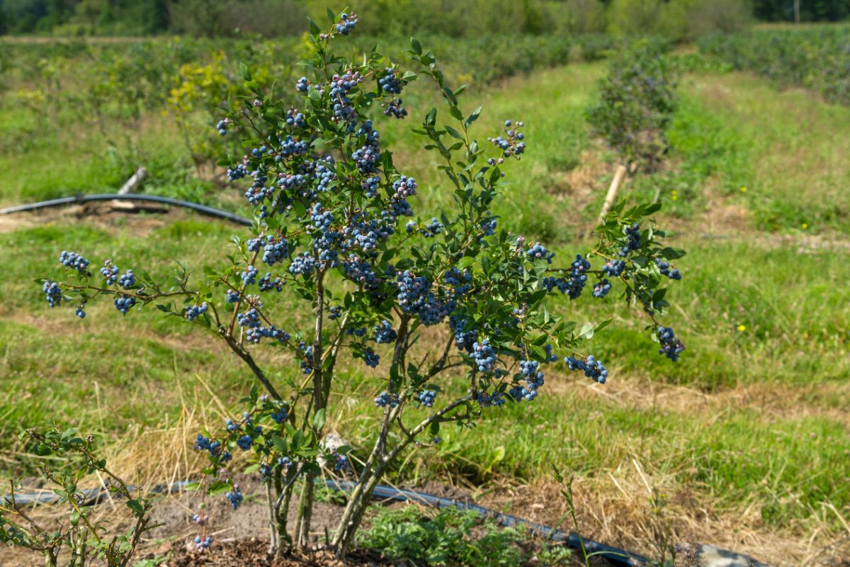 A highbush blueberry bush loaded with berries