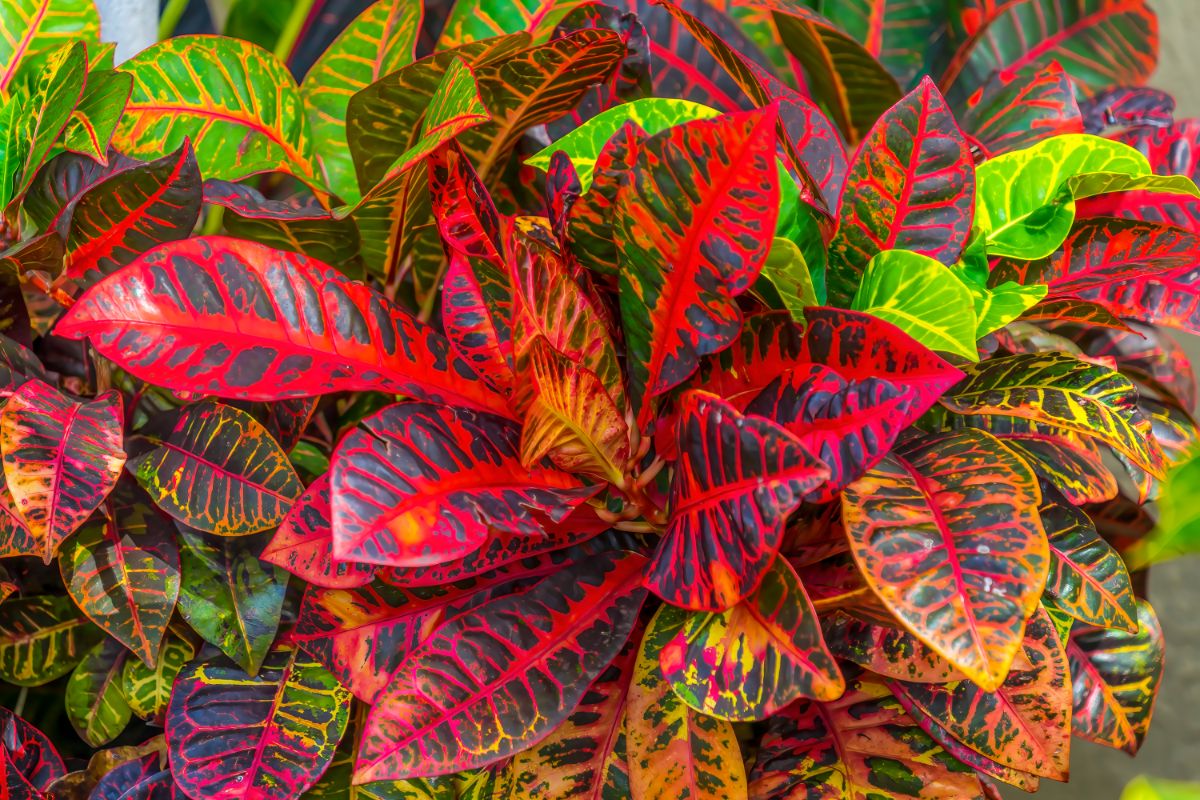 Croton plant with red and yellow leaves